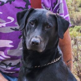 Labrador Retrievers from Redneck Retrievers