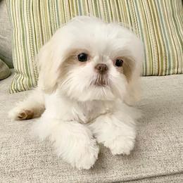 Teensy - Shih Tzu