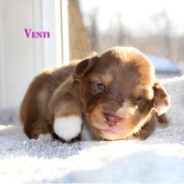 Venti - Red merle female Australian Shepherd puppy in Coldwater, Michigan from Northern Star Australian Shepherds