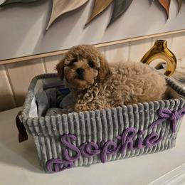 Sophie - Cream female Maltipoo puppy in Nokomis, Florida from Sunset Farm Florida