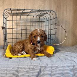 Milo - Apricot male Cavapoo puppy in Tolono, Illinois from The Golden Rule Doodles