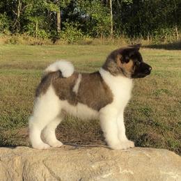 Akita and Shiba Inu Puppies from Day Dream Shiba Inu’s