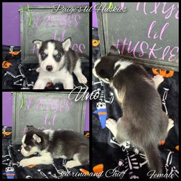 Uno - Black and white female Siberian Husky puppy in Bloomfield, Indiana from Paiges lil huskies