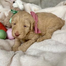 Gabby - Cream female Goldendoodle puppy in Charlotte, North Carolina from Hopeful Heart Doodles