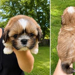 Scooter - Liver and white male Shih Tzu puppy in Pennsylvania from Luxe Shih Tzu Boutique