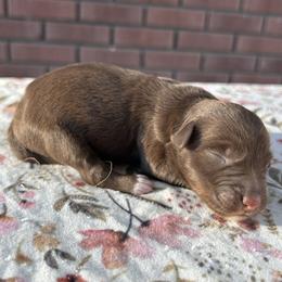 Boy 2 - Red tri male Miniature Australian Shepherd puppy in Beaver, Utah from Renegade Point Stock Dogs