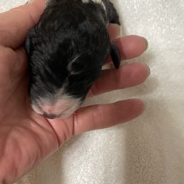 Poodle Puppies from Foxfire Hollow Standard Poodles