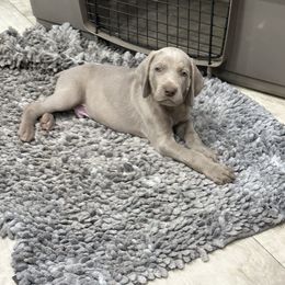 Vizsla and Weimaraner Puppies from Midwest Dream
