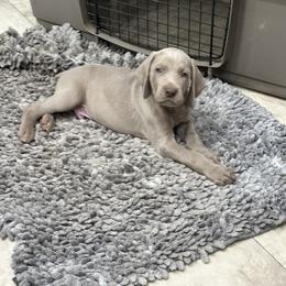 Vizsla and Weimaraner Puppies from Midwest Dream