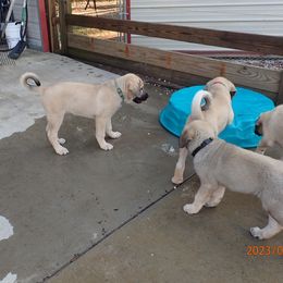 Kangal Puppies from DASA Ridge Kangals