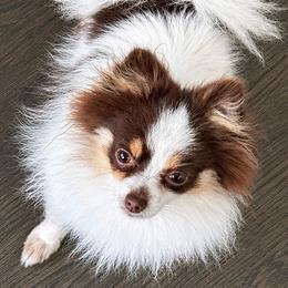 Reese - Tri-colored female Pomeranian puppy in New Lenox, Illinois from Illinois Poms