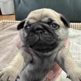 Boy 2 - male Pug puppy in Troutman, North Carolina from Ohana Pugs