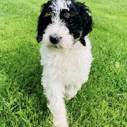 Bernedoodle Puppies from Moose Tracks Bernedoodles