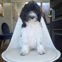 Breezy (Orange) - Parti male Labradoodle puppy in Plainfield, New Jersey from Caris Paws Poodles and Labradoodles
