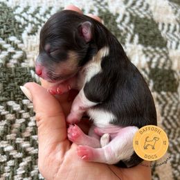 Miniature Schnauzer puppies from Daffodil Dogs