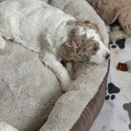 Bernedoodle, Cockapoo, and Goldendoodle Puppies from Avery Doodle Day LLC