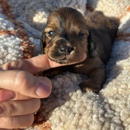 Seth - Dapple male Dachshund puppy in California from Ranch Hand Weenies