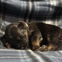 German Shepherd Puppies from Von Freimeier Kennels