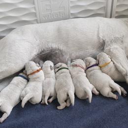 Labrador Retriever puppies from Maynard’s Labs