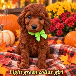 Neon Green - Red female Irish Doodle puppy in Madison, Wisconsin from Morningside Doodles