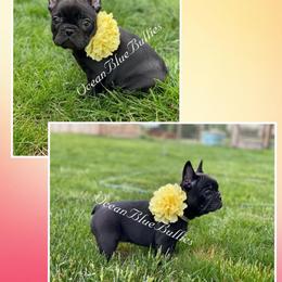 French Bulldog Puppies from Bully For You Kennels