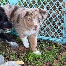 Boy 5 - Red merle male Australian Shepherd puppy in Lakeland, Florida from Infinite Aussies