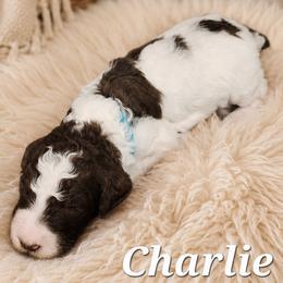 Charlie - Parti male Poodle puppy in Dover, Delaware from Dogtastic Poodles