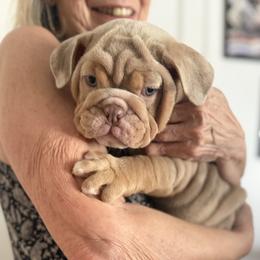 Biscuit - Lilac tri-color male Bulldog puppy in Dallas, Texas from Bullevardier Bulldogs