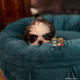 Chevy - Tricolor male Shih Tzu puppy in Walkertown, North Carolina from Lil’ Bit’s Shih Tzu