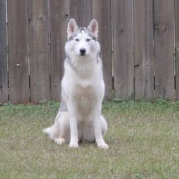 Piper - Siberian Husky