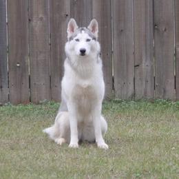 Piper - Siberian Husky