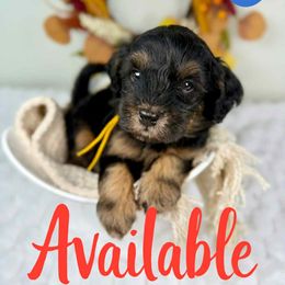 Bernedoodle, Goldendoodle, and Poodle Puppies from Plum Valley Pups