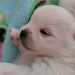 Pomeranian Puppies from Paradise Point Pomeranians
