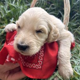 Splash - Cream male Aussiedoodle puppy in Kings Mountain, North Carolina from Champion Farms Doodles