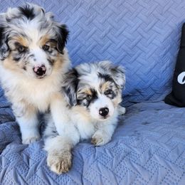 Girl 1 - Blue merle female Australian Shepherd puppy in Albany, Oregon from Red Cloud Australian Shepherds and DeGray Great Danes & Bulldogs