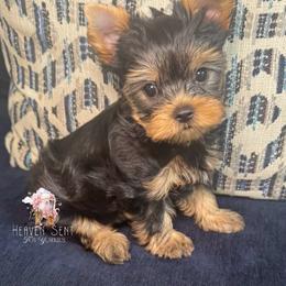 Maverick - Black and gold male Yorkshire Terrier puppy in Riverside, California from Heaven_sent_toy_yorkies