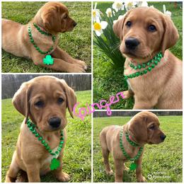 Labrador Retriever Puppies from Triple Threat Labradors