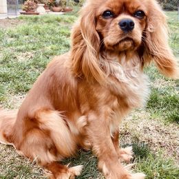 Cavalier King Charles Spaniel and Poodle All Grown Up from Central Coast Standard Poodles & Cavaliers