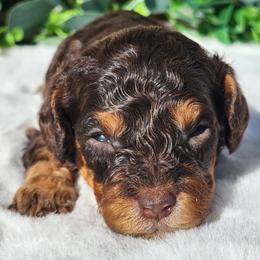Cavapoo puppies from Farquharson's Poodles&Doodles