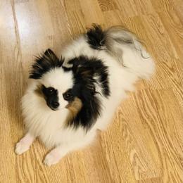 Briella - Pomeranian