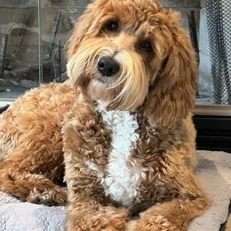 Bernedoodle, Goldendoodle, and Labradoodle All Grown Up from Only Doodles!