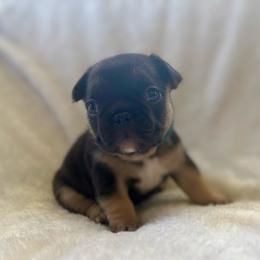 Bloom - Black and tan female French Bulldog puppy in Greeley, Colorado from Mandy Moon French Bulldogs