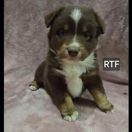 Huckleberry - Red tri female Miniature Australian Shepherd puppy in Bend, Oregon from Badlands Toy and Mini Aussies