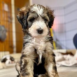 Lucy - Sable female Bernedoodle puppy in Louisville, Kentucky from Darlin’s Doodles