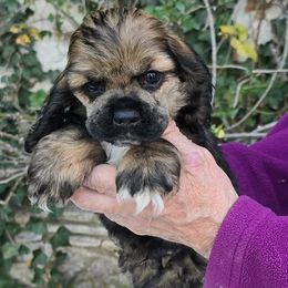 Boy 2 - Black and tan male Cocker Spaniel puppy in Comfort, Texas from D&D Hill Country Cockers and Chihuahuas