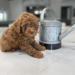 Cockapoo Puppies from Doodle Corner