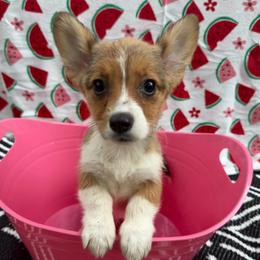 June Pawter was - Sable female Pembroke Welsh Corgi puppy in Moore, South Carolina from Chaotic Corgi’s