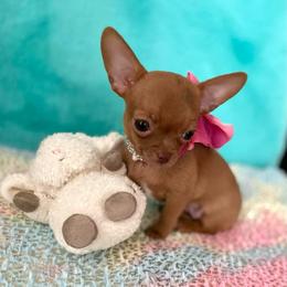 Peanut Teacup - Chocolate female Chihuahua puppy in Mesa, Arizona from Arizona Dream Chihuahuas
