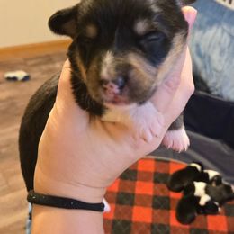 Boy 1 - Black and tan male Pembroke Welsh Corgi puppy in Necedah, Wisconsin from The 6Ks Paws and Hobbies