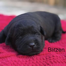 Blitzen - Black male Labrador Retriever puppy in Lenoir, North Carolina from Wooten Retrievers